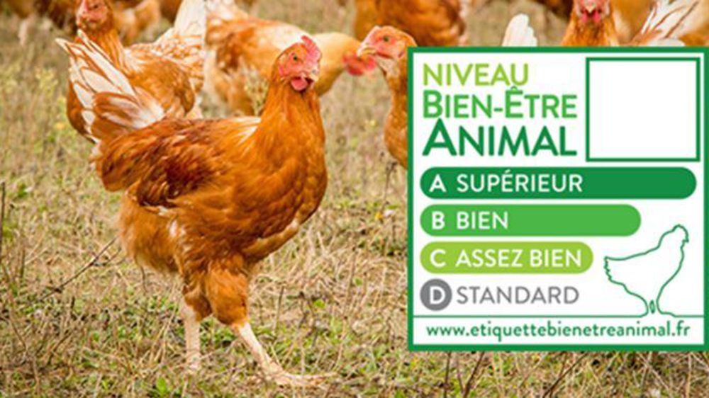 Tous les poulets vendus sous la marque de distributeur Casino atteindront au moins la note « Assez bien » de bien-être animal, promet l’enseigne. @CIWF